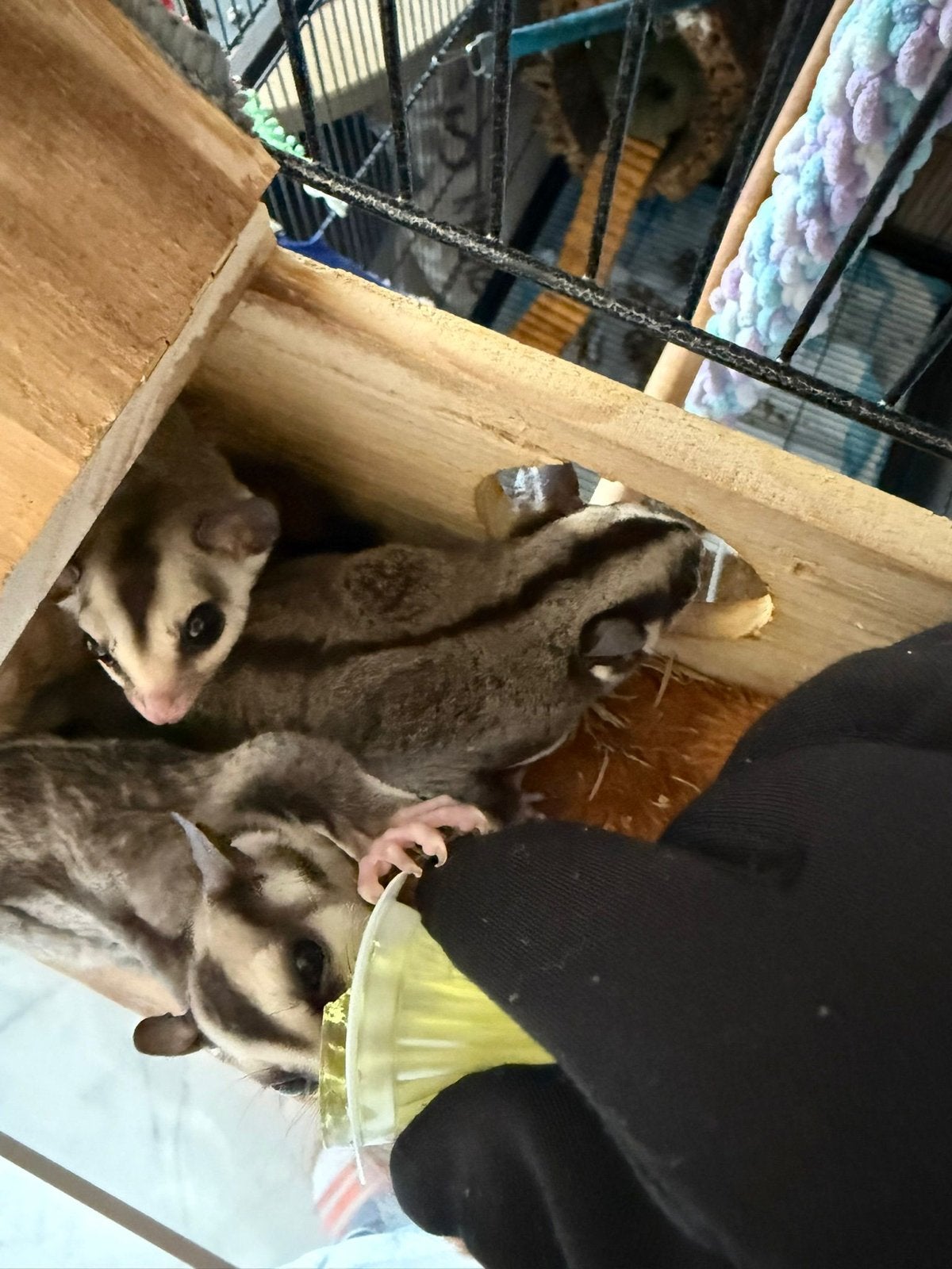 Sugar gliders met kooi, Dieren en Toebehoren, Februari, Meerdere dieren