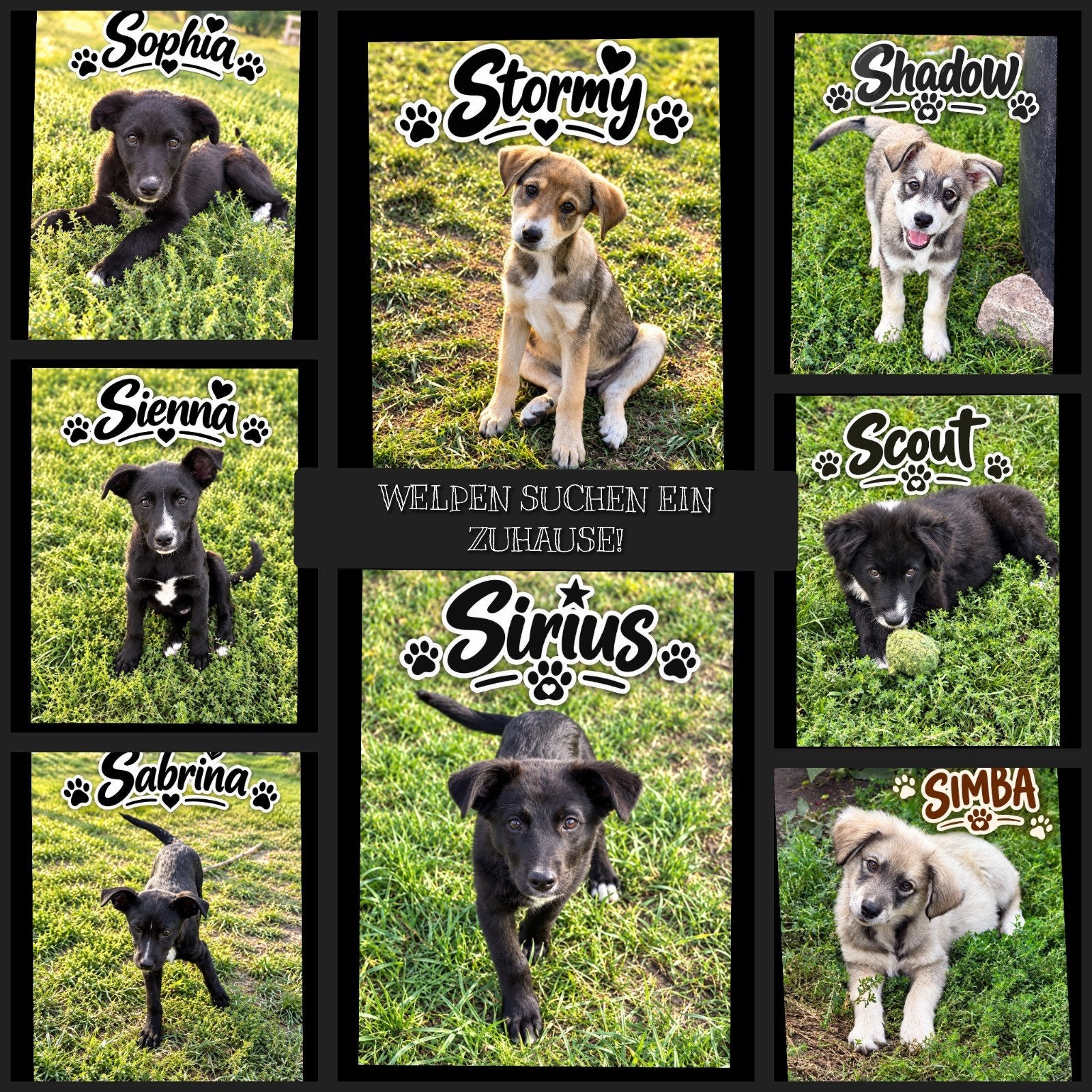 puppy's 12weken adoptie zoeken een thuis, Dieren en Toebehoren, Particulier, 8 tot 15 weken, Buitenland, Meerdere
