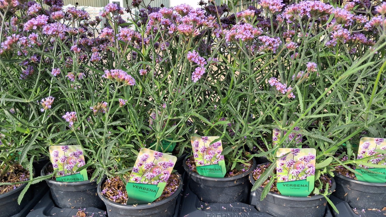 Verbena 'Lollipop' - Vaste plant met paarse bloemen, Overige soorten, Volle zon, Vaste plant, Ophalen of Verzenden