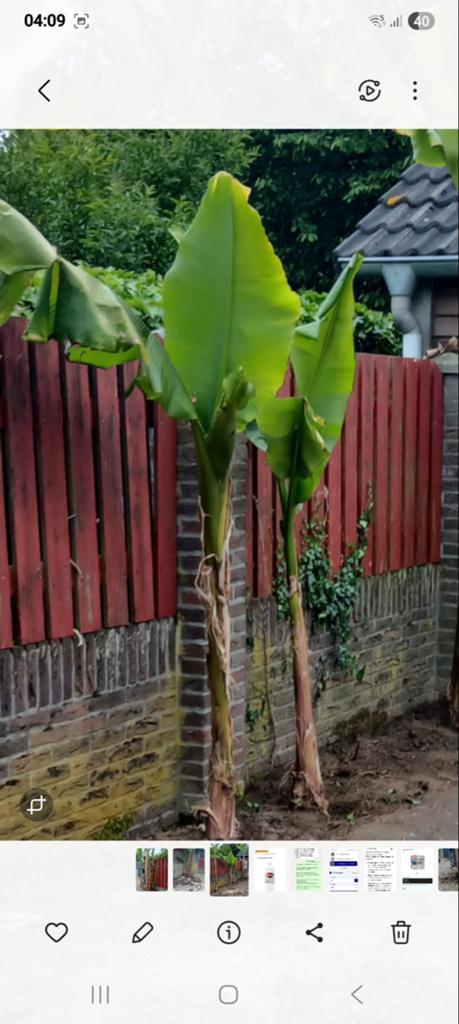 Bananenplant (Musa Basjoo) - Winterhard en Tropisch, Overige soorten, Volle zon, Vaste plant, Ophalen of Verzenden