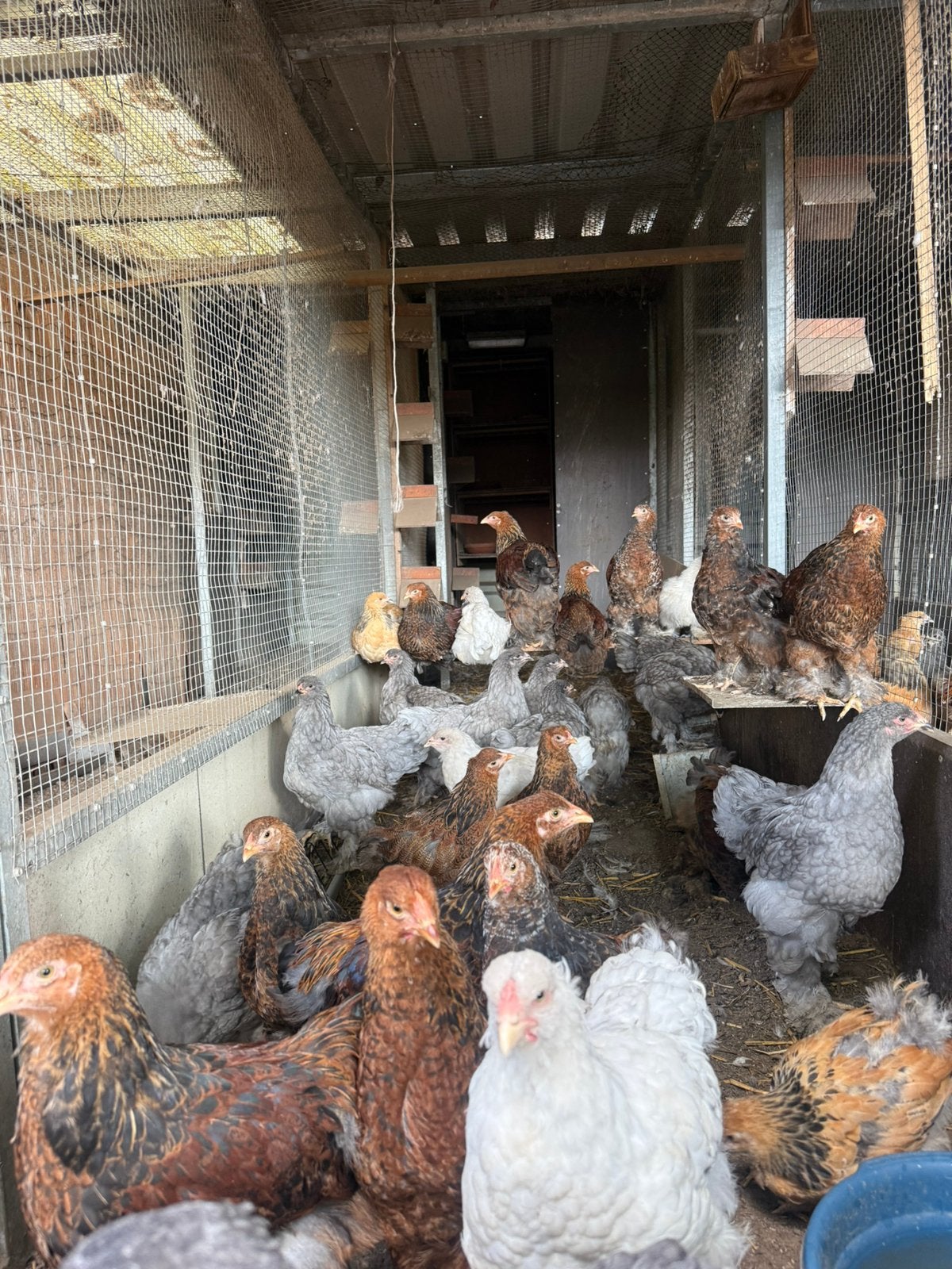 Brahma haantjes goudpatrijs, Dieren en Toebehoren, Pluimvee, Mannelijk, Kip