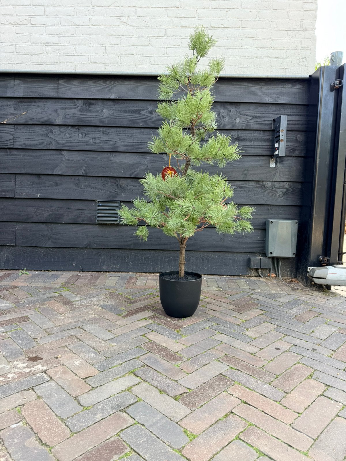 Kunst pinus, Ophalen, Nieuw