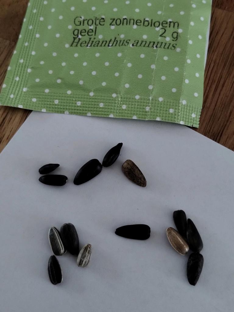 Zonnebloem zaad hoog 14 stuks, Tuin en Terras, Ophalen