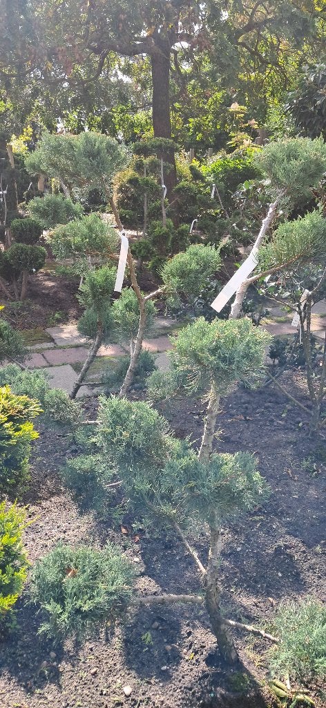 Juniperus Grey Owl bonsai vormsnoei 125-150 cm, Tuin en Terras, Bloeit niet, Overige soorten, 100 tot 250 cm, Ophalen