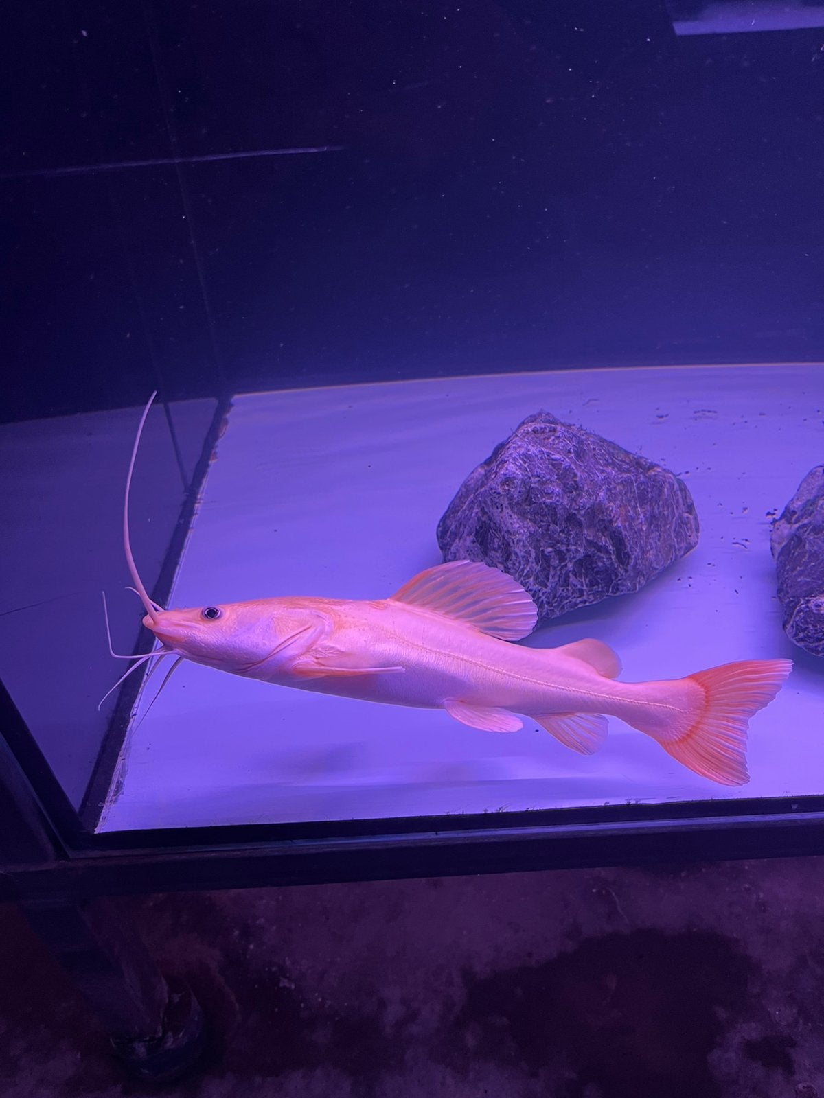Redtail albino meerval, Vis
