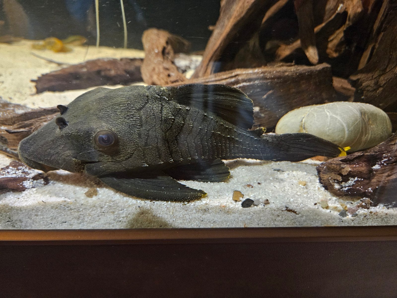 L191 panaque sp. royal pleco 22cm, Vis