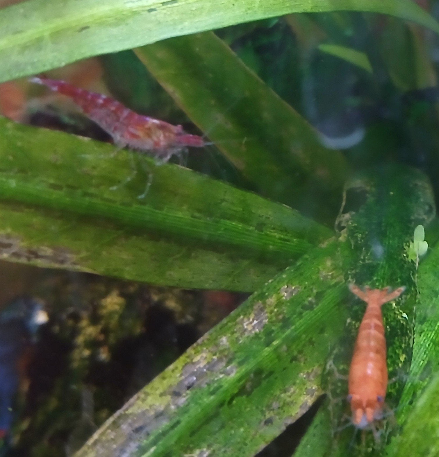 garnaal neocaridina rood/oranje, Dieren en Toebehoren, Vissen | Aquariumvissen, Kreeft, Krab of Garnaal, Zoetwatervis, Schoolvis