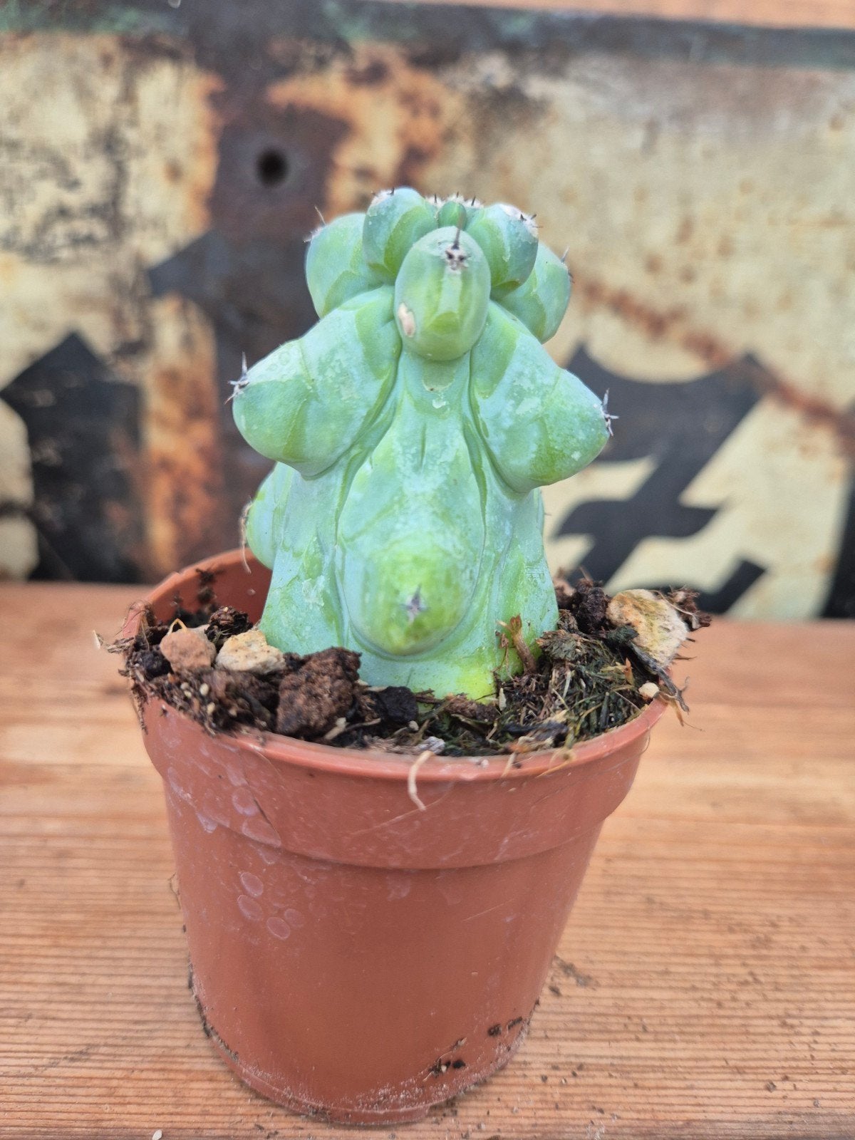 Cactus Myrtillocactus geometrizans Fukurokuryuzinboku p7 (11