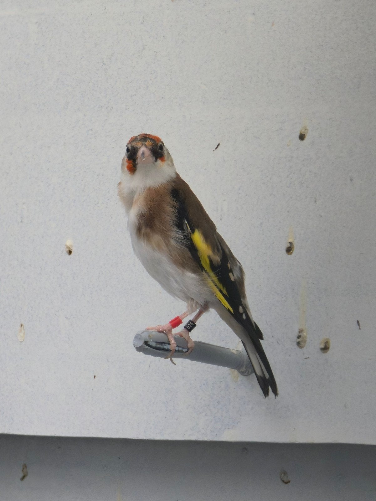 mooi kleine putter man 2025
goed geringd 2.5 met kwijk numme, Mannelijk, Wildzangvogel, Geringd