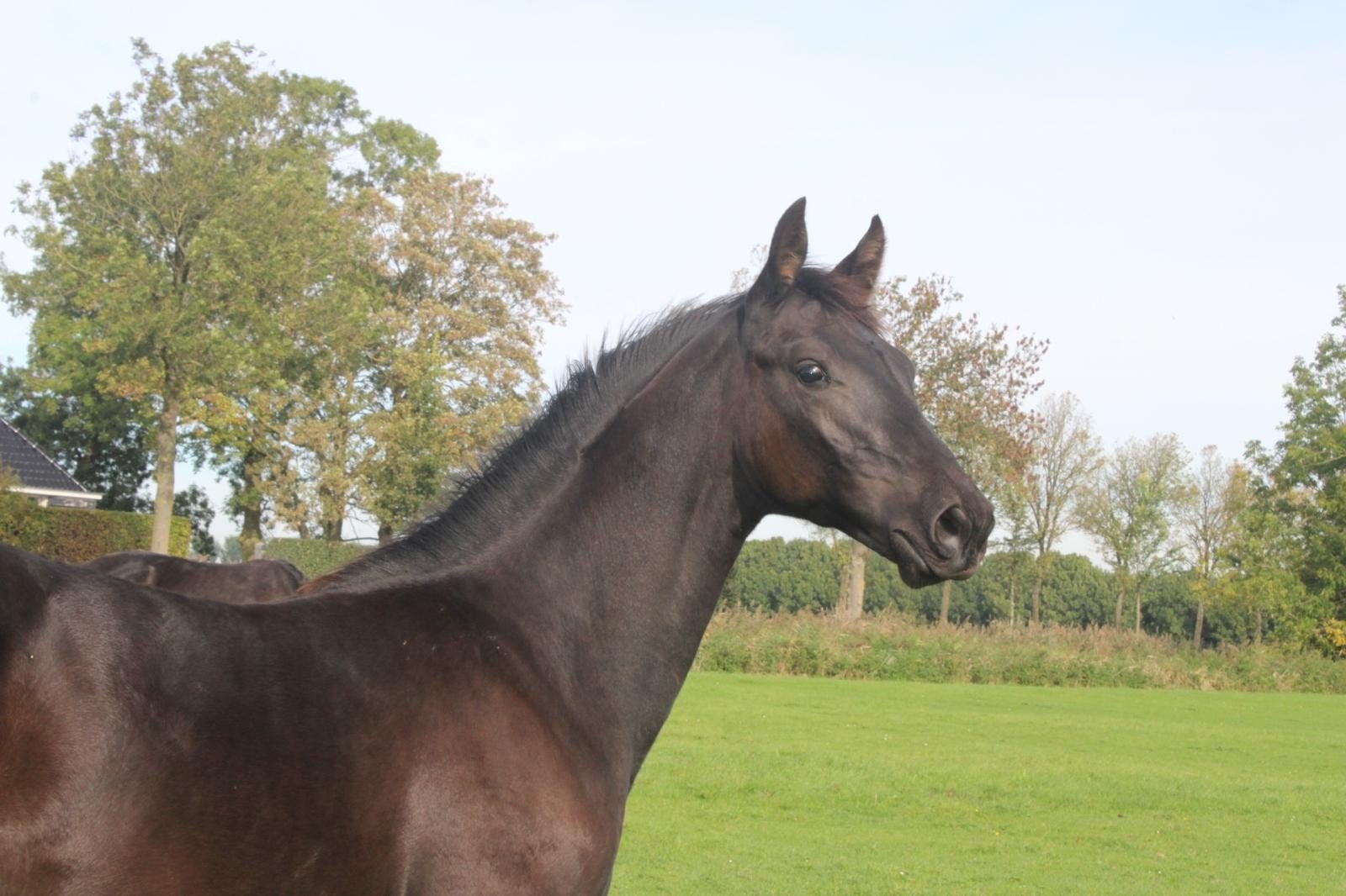 prachtig merrieveulen/unieke kans!, Merrie, Dressuurpaard, 0 tot 2 jaar