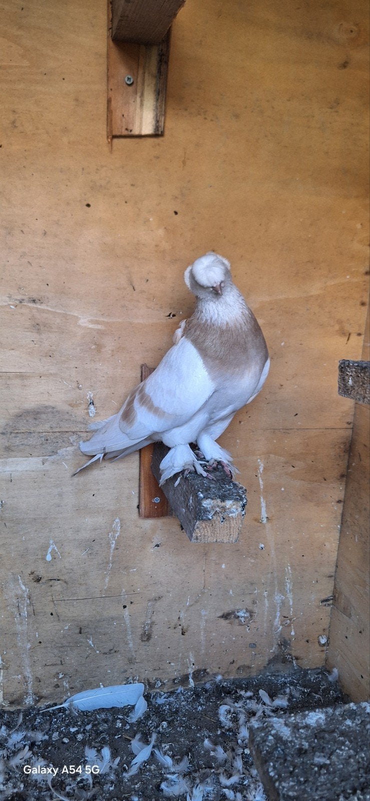 takla, Dieren en Toebehoren, Mannelijk