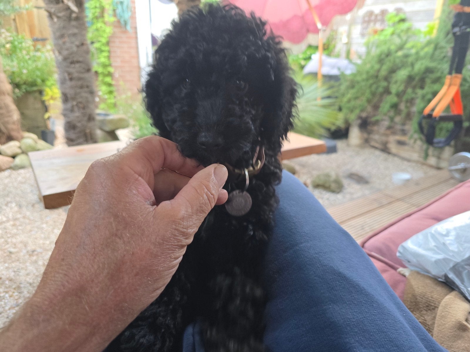 Aangeboden een Labradoodle medium teefje, Dieren en Toebehoren, Honden | Retrievers, Spaniëls en Waterhonden, Parvo, Overige rassen