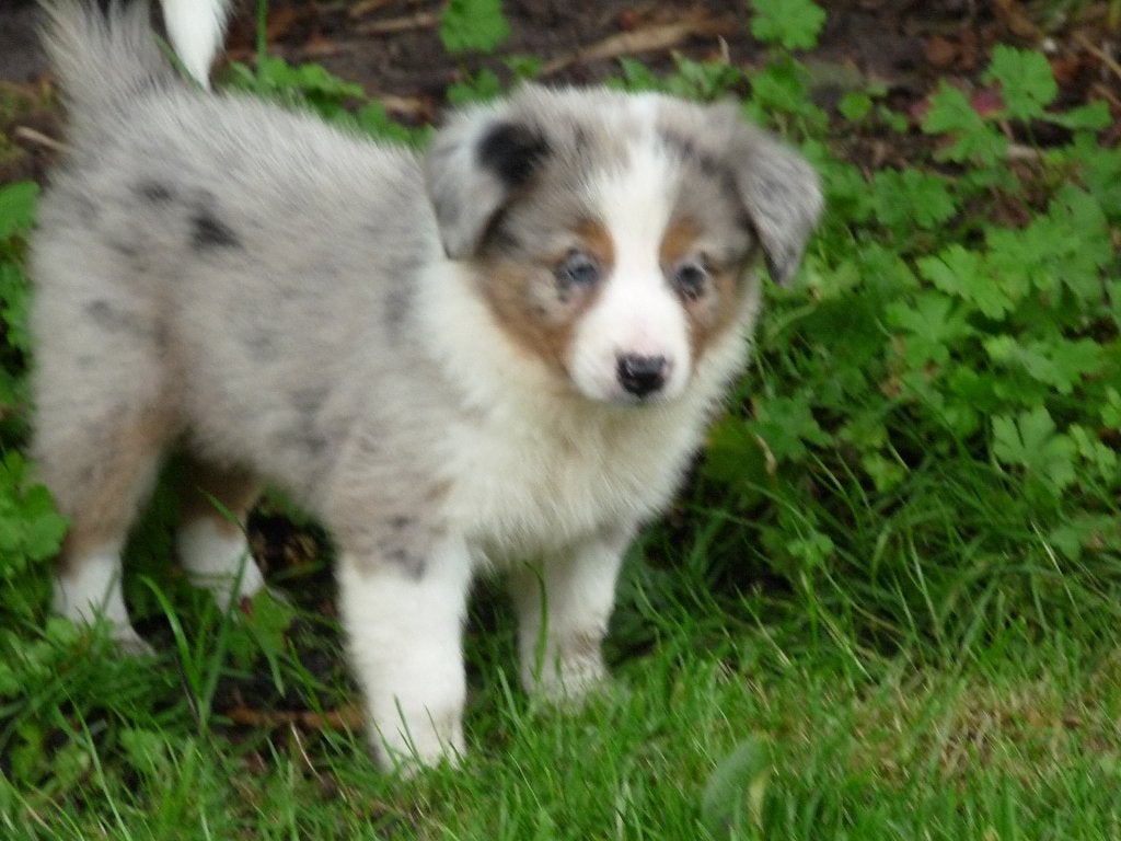 border collie pups  bordercollie pups, Parvo, 8 tot 15 weken, Collie, Meerdere