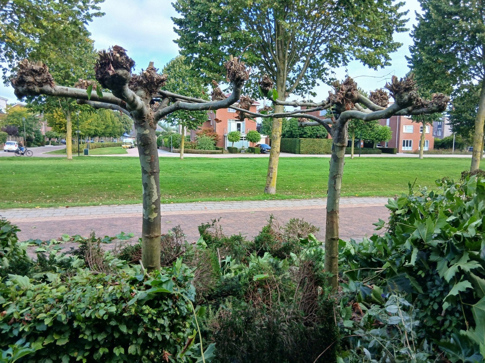 2 mooie dakplantanen wegens tuinrenovatie !, Tuin en Terras, Ophalen, Volle zon, Overige soorten