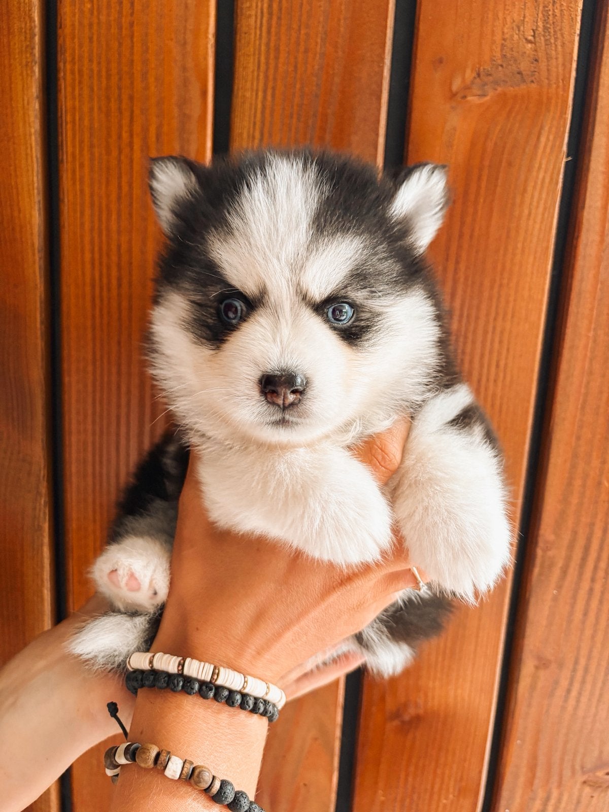 6 prachtige F2 pomsky pups zijn geboren 🩷🩷🩷🩷🩷🩵, Parvo, 8 tot 15 weken, Meerdere, Meerdere dieren