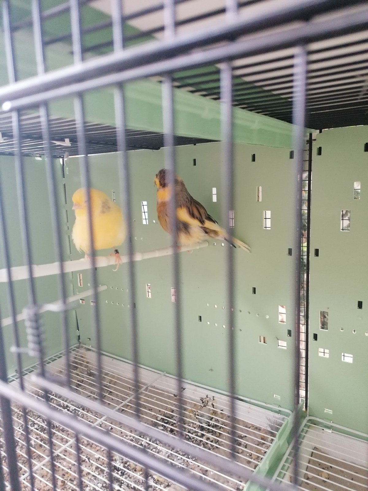 norwich kanaries, Meerdere dieren, Postuurkanarie
