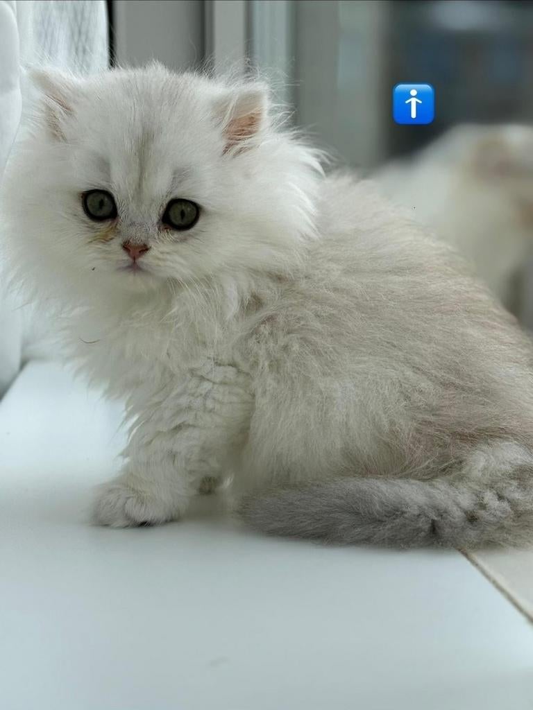 Ras kittens, Dieren en Toebehoren, Katten en Kittens | Raskatten | Langhaar, Meerdere dieren, Ontwormd, 0 tot 2 jaar