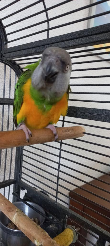Bonte Boer, Dieren en Toebehoren, Vogels | Parkieten en Papegaaien, Mannelijk, Papegaai, Geringd