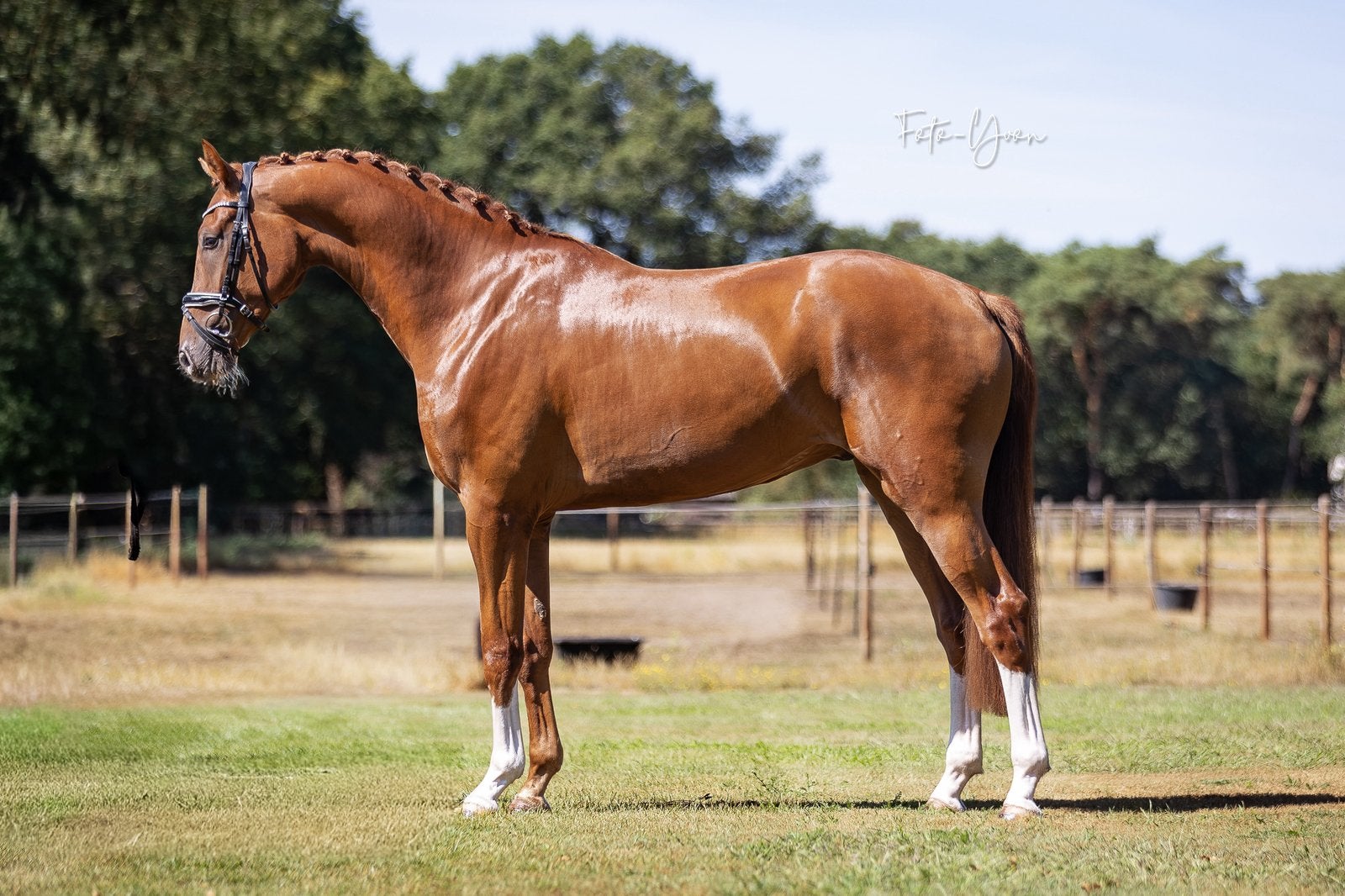 Veel belovende 3 jarige Santiano ruin, Ruin, Dressuurpaard, 3 tot 6 jaar