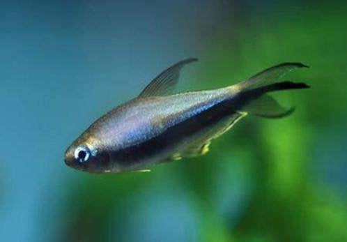 Keizertetra Zwart - Nematobrycon palmeri - Koidream Valburg, Dieren en Toebehoren, Vis, Zoetwatervis