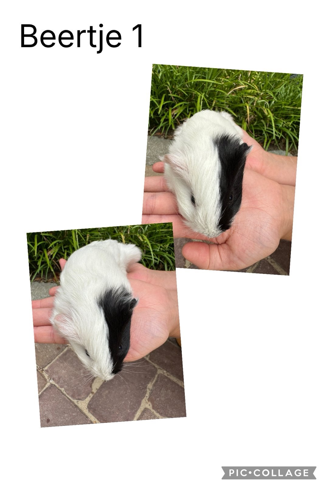 Prachtige jonge cavia’s, Dieren en Toebehoren, Cavia, Mannelijk, Juli, Tam