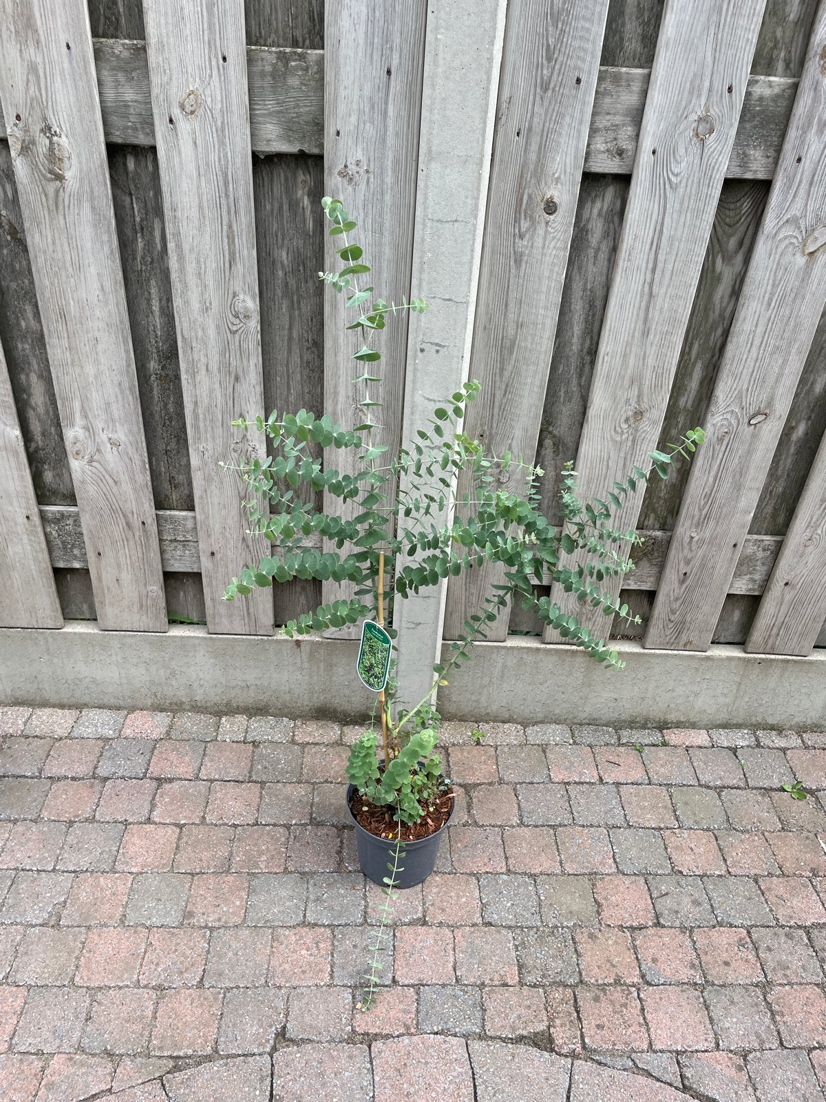 Eucalyptus 'Little Boy Blue' - Jonge Eucalyptusplant, Tuin en Terras, Overige soorten, Volle zon, Vaste plant, Ophalen of Verzenden