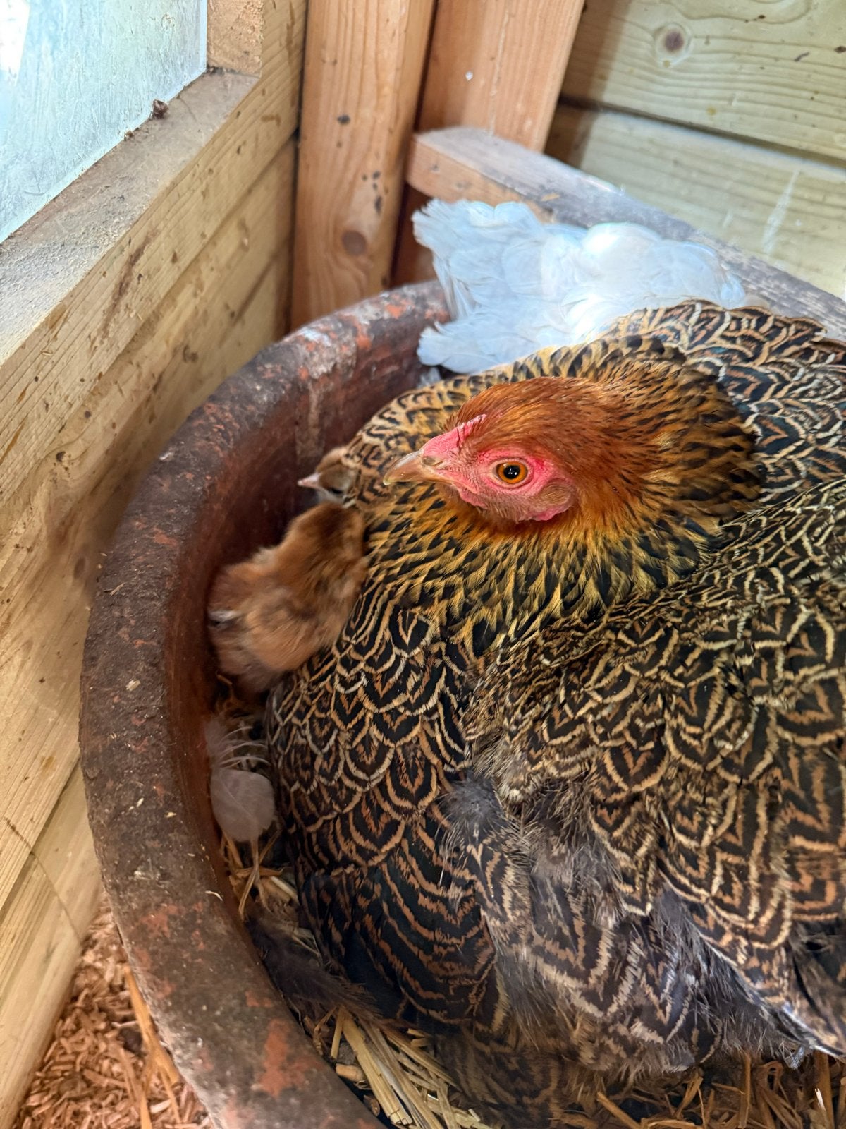 Kuikens. Brahma kriel en zijdehoender, Geslacht onbekend, Kip