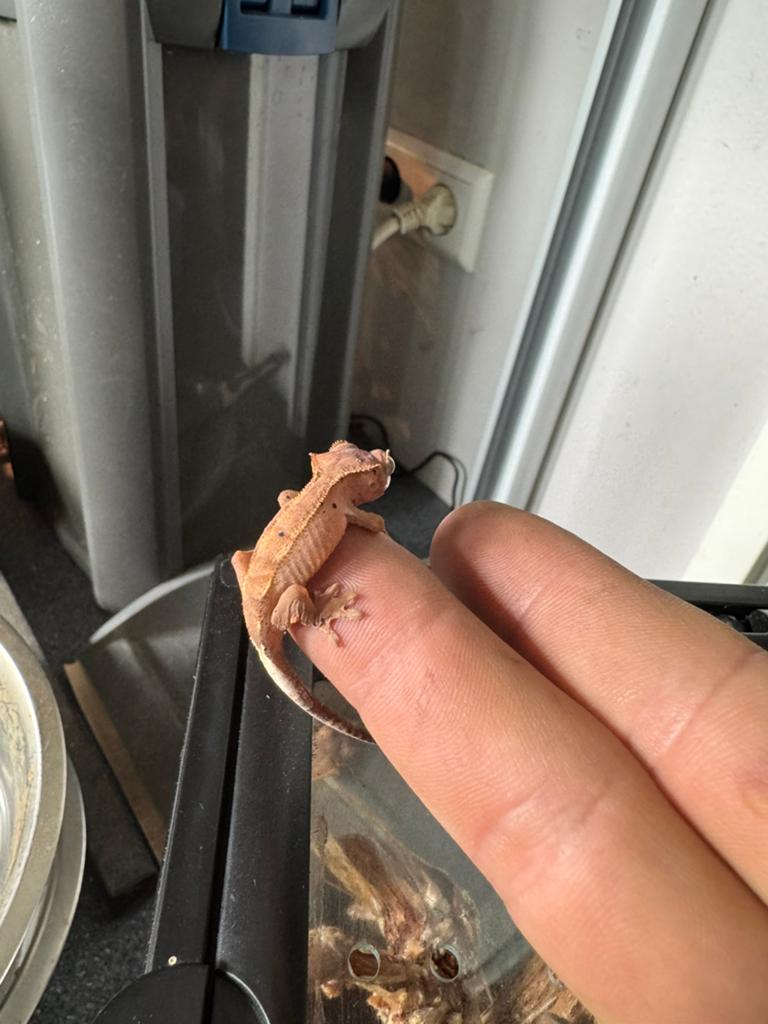 Baby wimpergekko, Dieren en Toebehoren, Reptielen en Amfibieën, Hagedis, 0 tot 2 jaar