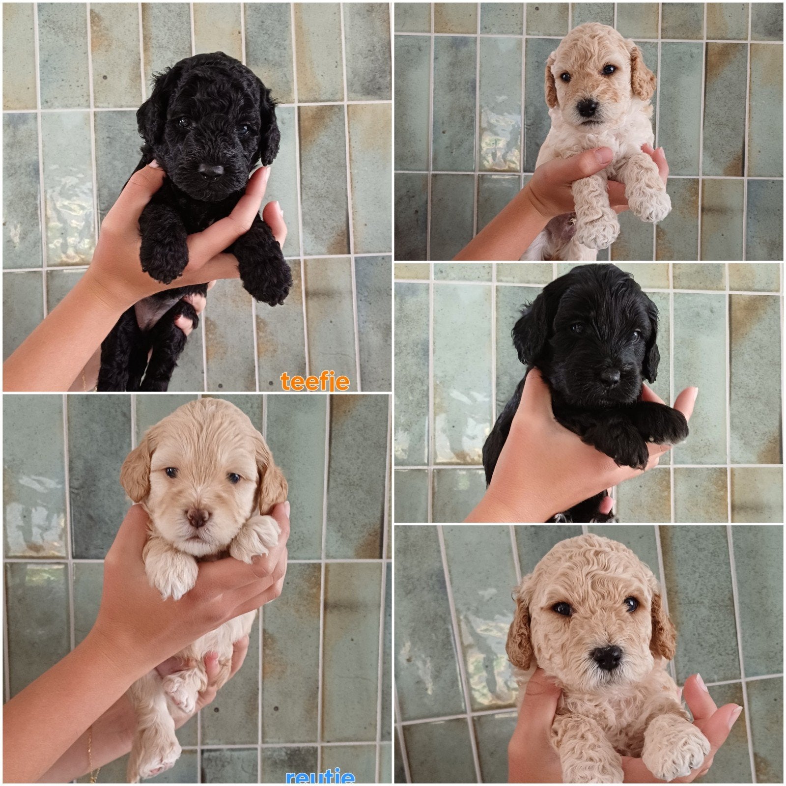 Onze lieve Tibe-doodle pups zoeken hun gouden mandje, Dieren en Toebehoren, Overige rassen, CDV (hondenziekte), 8 tot 15 weken