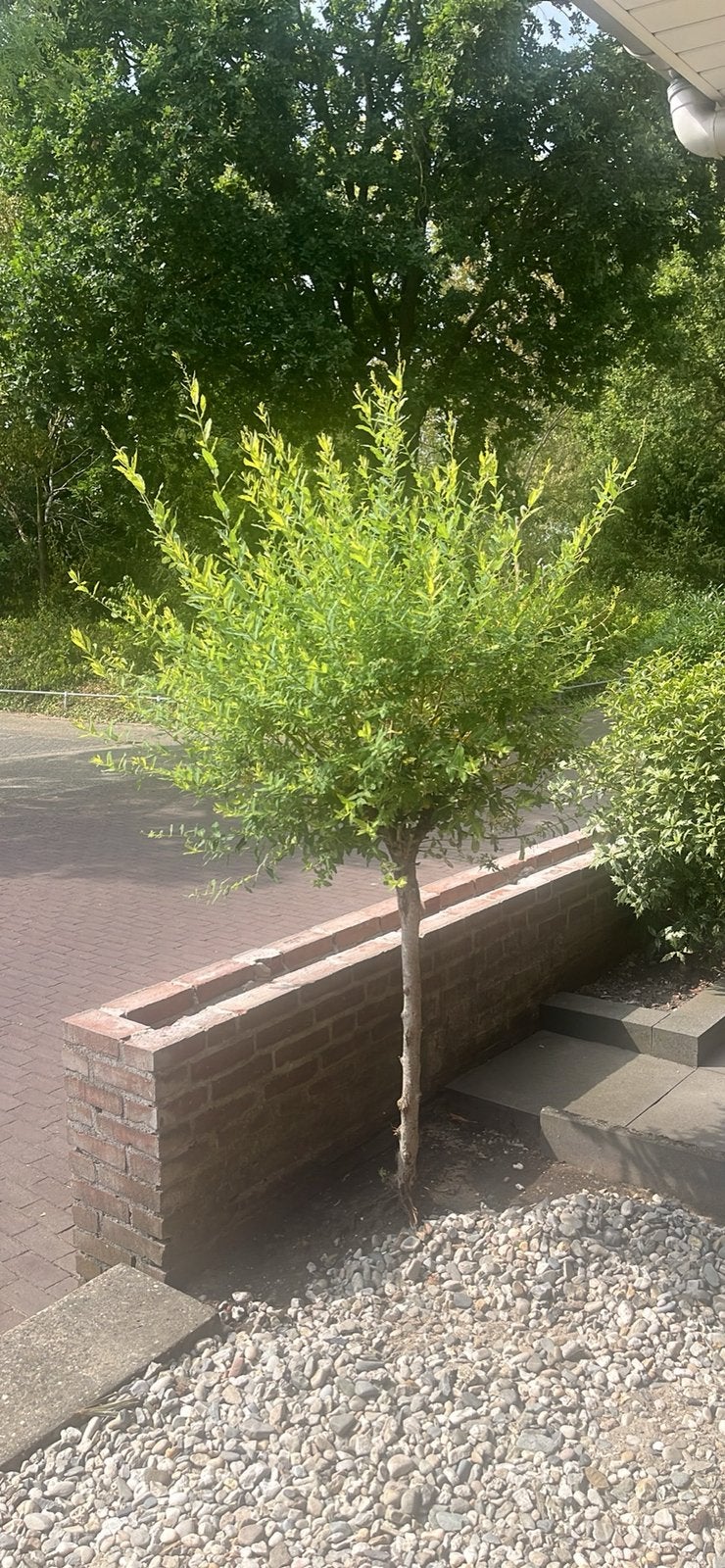 Flamingoboom, Tuin en Terras, Ophalen of Verzenden, Volle zon, Overige soorten