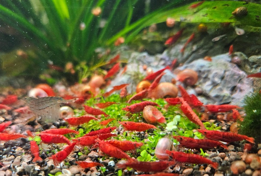 Vuurgarnalen (rode neocaridina garnaal), Dieren en Toebehoren, Vissen | Aquariumvissen, Kreeft, Krab of Garnaal, Zoetwatervis