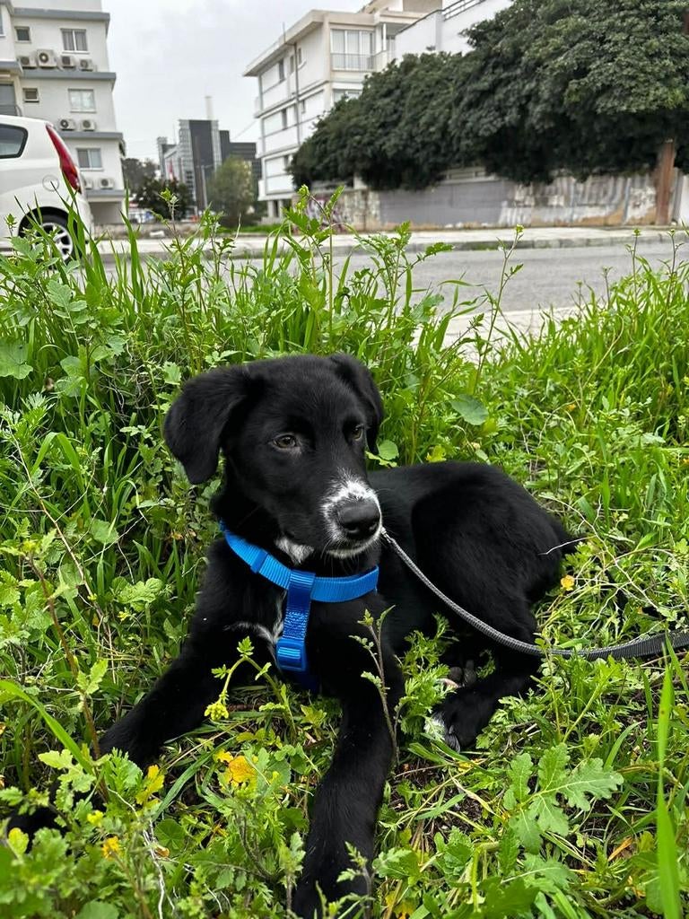 Teddy is vanaf juni in Nederland, 15 weken tot 1 jaar, Buitenland, Parvo, Eén hond