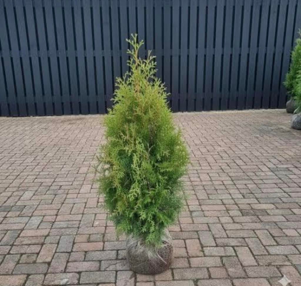 BUITENKANS 60 x Thuja coniferen 125/150, Bloeit niet, Halfschaduw, 100 tot 250 cm, Overige soorten