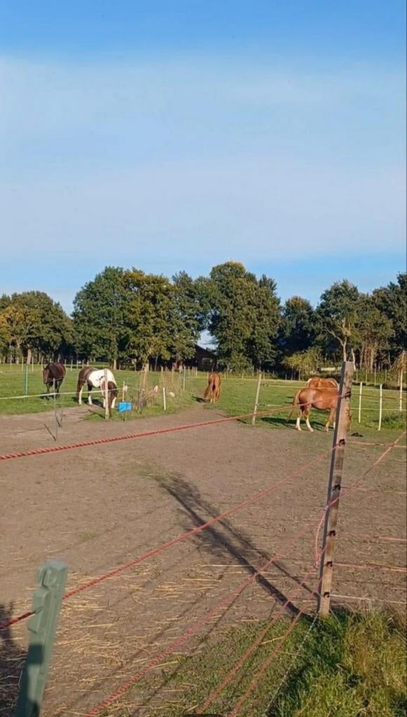 Paarden stalling en weidegang 24/7 Hulsorst, Weidegang