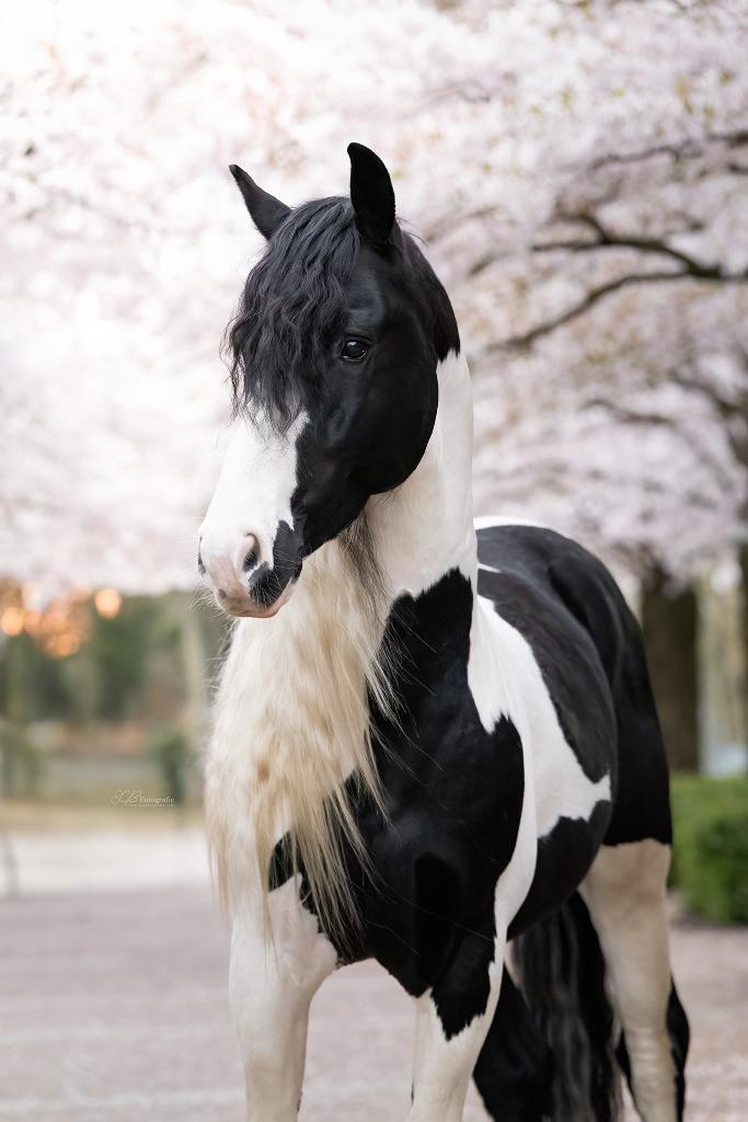 Ter dekking Homozygoot Tobiano Barock Pinto dekhengst, Hengst