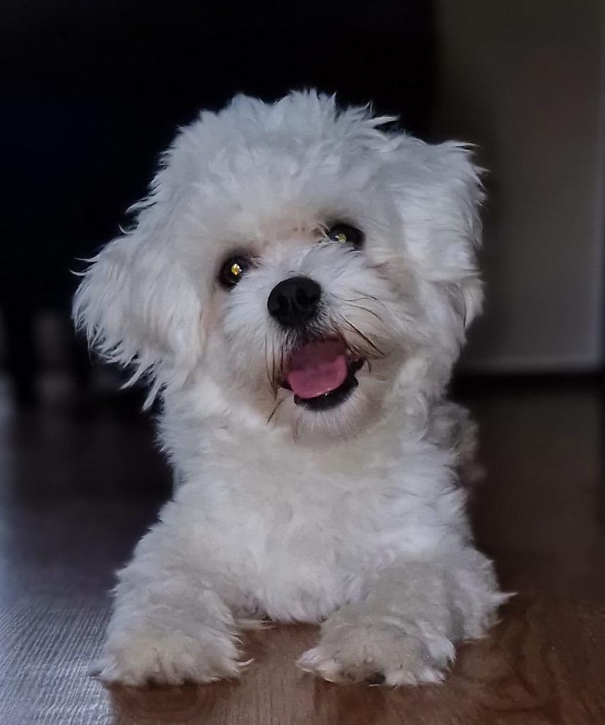 Dekreu, Dieren en Toebehoren, Reu, 1 tot 2 jaar, Parvo, Eén hond