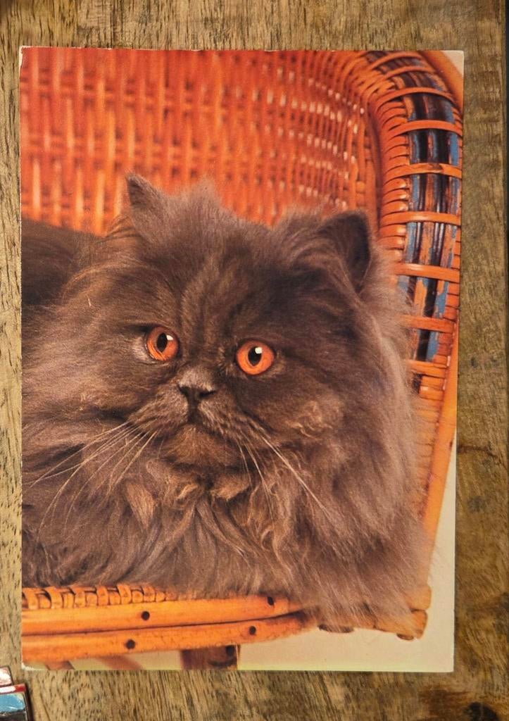 Grijze fluffy poes, Verzenden, 1980 tot heden, Gelopen, Hond of Kat