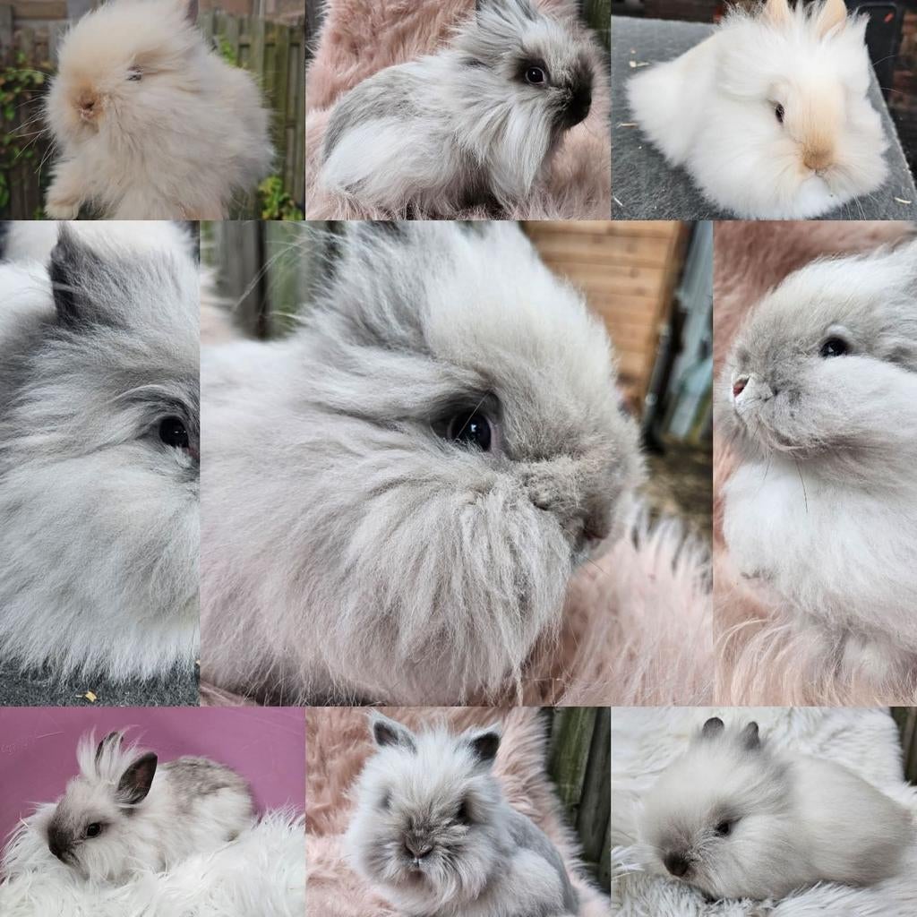 Prachtige teddydwerg konijnen van de hobbyfok, Meerdere dieren, 0 tot 2 jaar