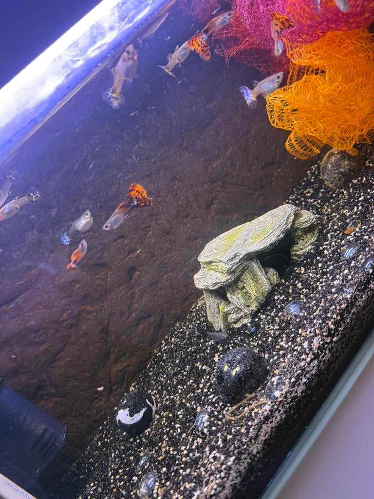 Te koop vissen guppie, Dieren en Toebehoren, Vis
