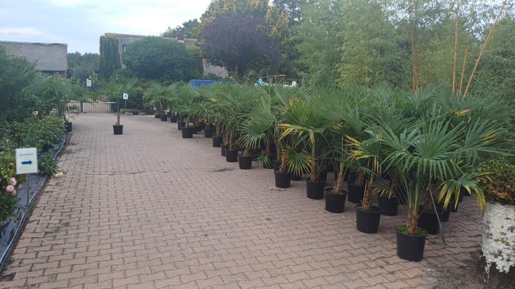 Trachycarpus fortunei, Ophalen, Overige soorten, Halfschaduw