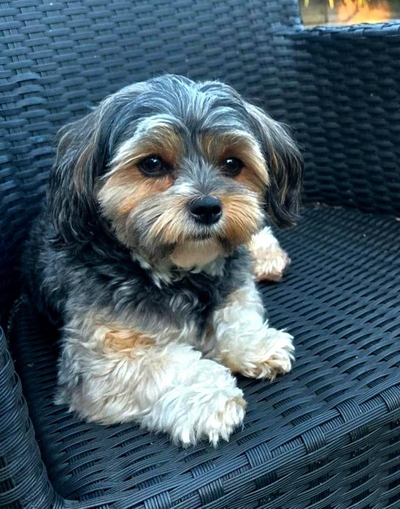 Dekreu Boomer niet te koop Mini york x Maltees x Kingcharles, Dieren en Toebehoren, Parvo, Reu, Eén hond, 3 tot 5 jaar
