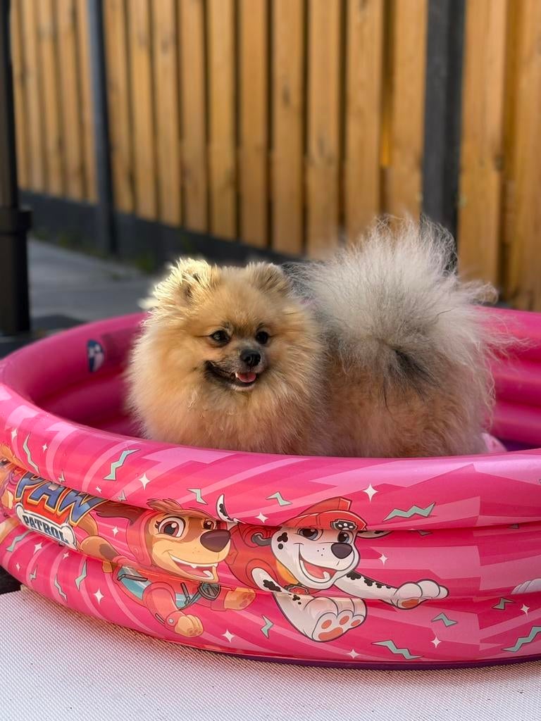 Pomeriaan dekreu! (NIET TE KOOP), Keeshond, HCC (leverziekte), Reu, 1 tot 2 jaar