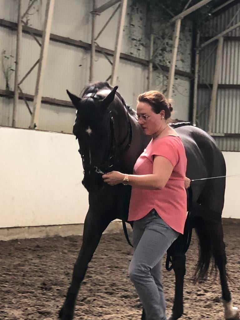 Revalidatie-, gedragstraining, trailerladen, paardentaxi, Diensten en Vakmensen, Dieren | Paarden | Verzorging, Oppas en Les, Gedragstraining