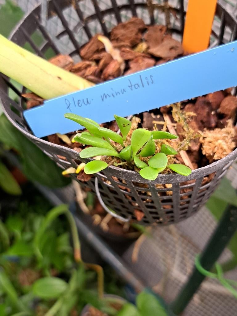 Botanische tropische orchideeën, Huis en Inrichting, Overige soorten, Minder dan 100 cm, Bloeiende kamerplant, Halfschaduw