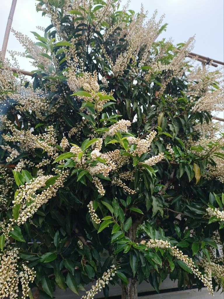 Portugese laurier | Prunus lusitanica angustifolia, Tuin en Terras, Ophalen of Verzenden, In pot, Halfschaduw, 100 tot 250 cm