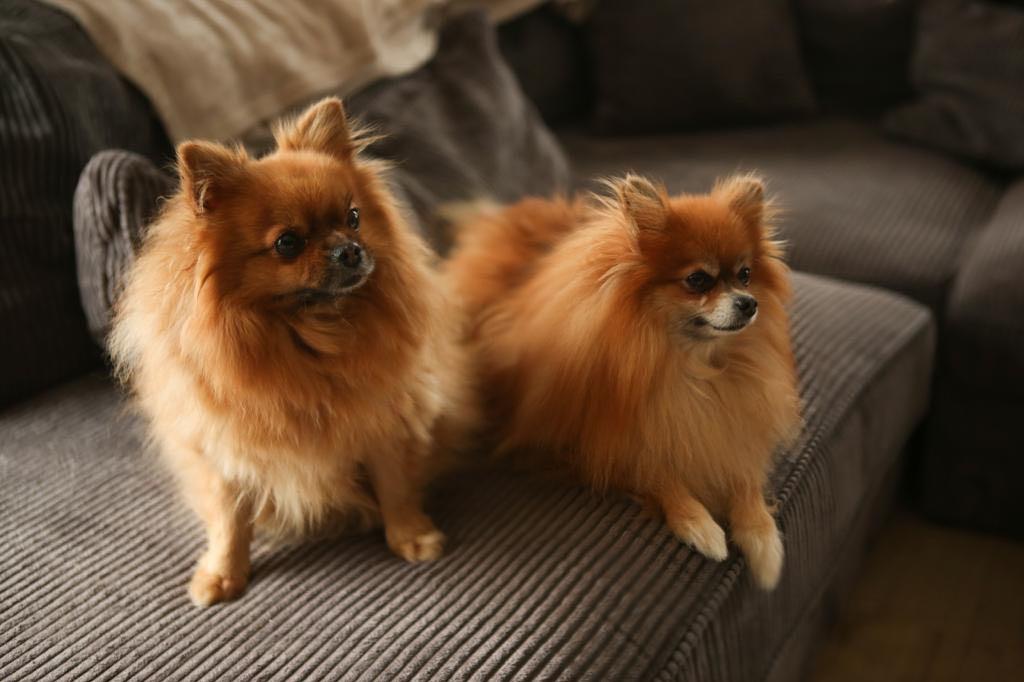 2 pomeriaan hondjes, 6 jaar of ouder, Meerdere, Nederland, Particulier