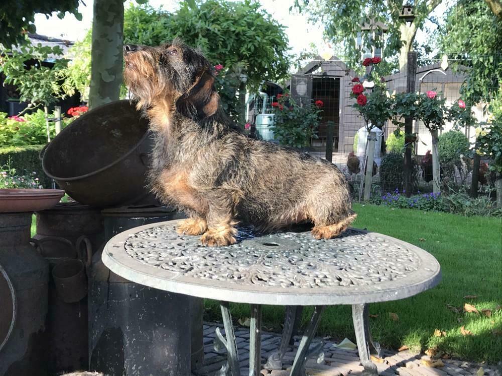 Staat ter dekking ervaren ruwharige dwergteckel, Dieren en Toebehoren, Reu, Eén hond, 3 tot 5 jaar, Nederland
