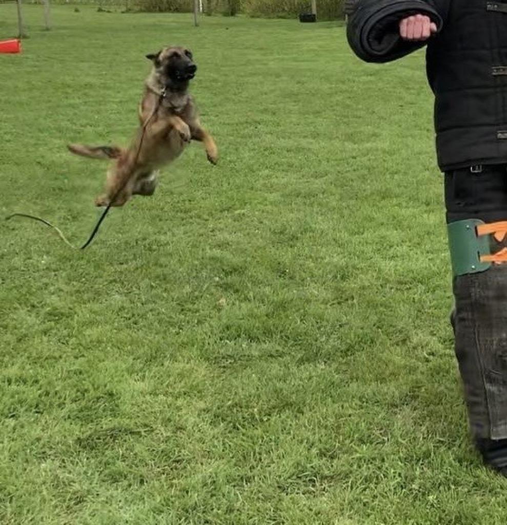 Gezocht Herdershond, Dieren en Toebehoren, Parvo, 15 weken tot 1 jaar, Meerdere dieren, Eén hond