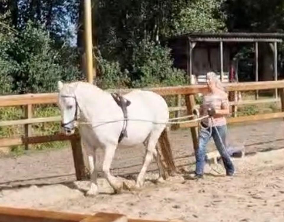Les Dubbele Lange Lijnen, Paardrijles of Ponykampen