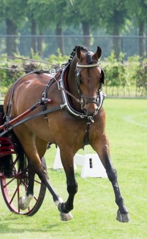 Enkelspan lak lederen gareel Paul Claessen, Dieren en Toebehoren, Ophalen, Zo goed als nieuw, Dressuur